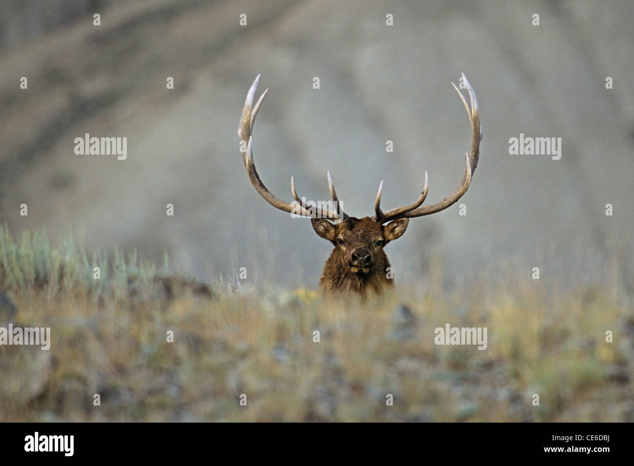 Approaching Bull Elk Stock Photo