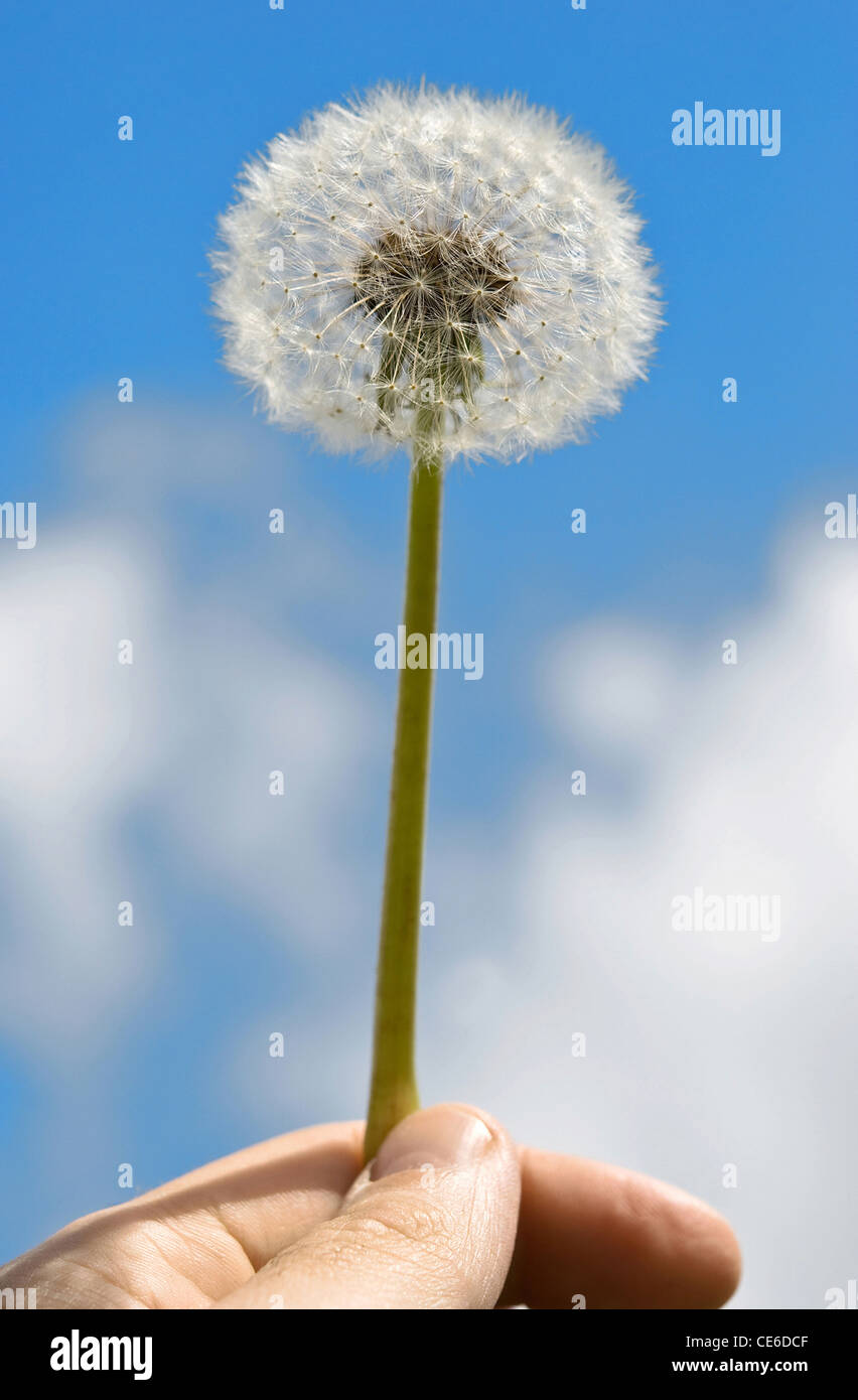 dandelion with seeds blowing away Stock Photo Alamy