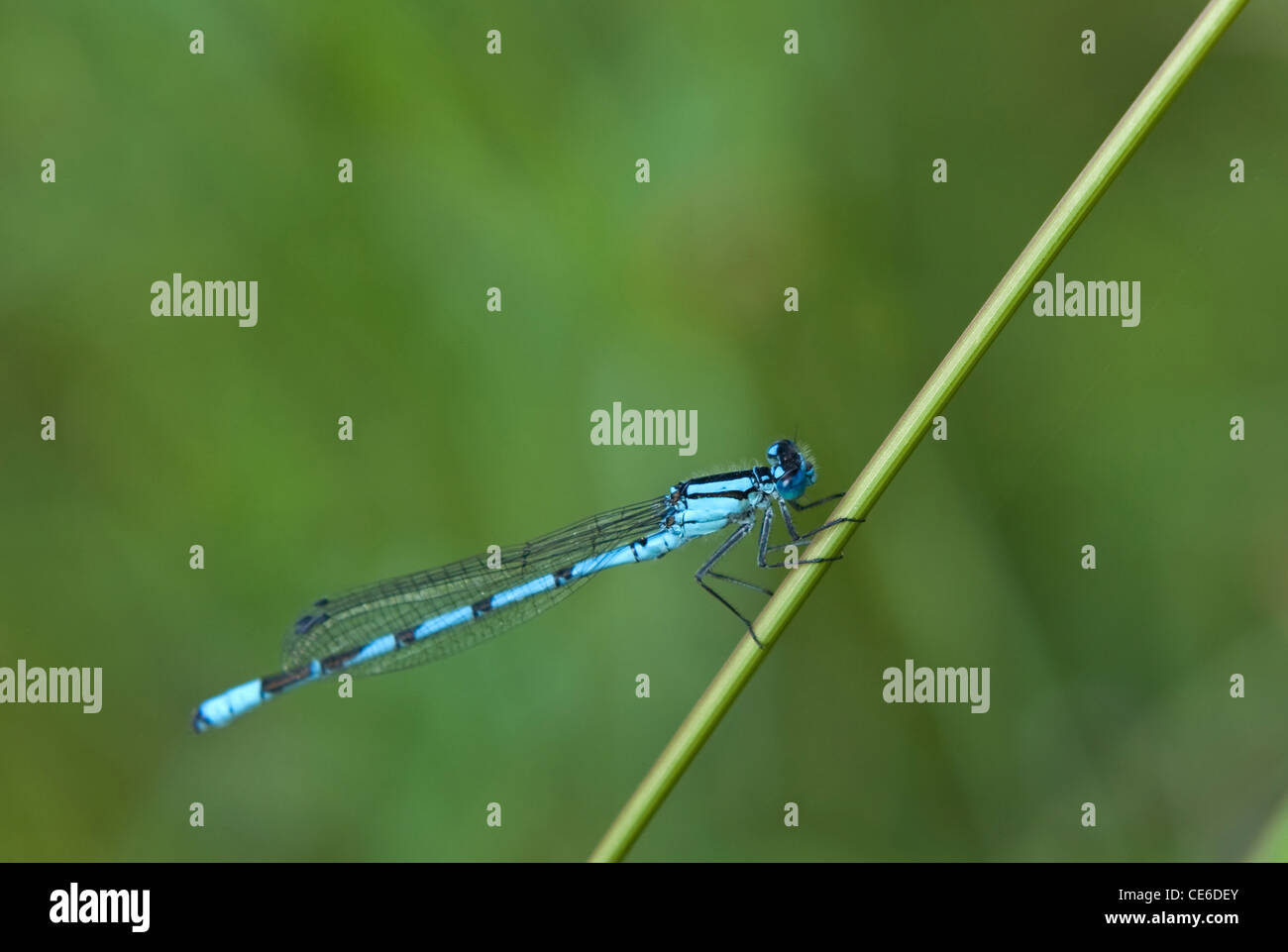 dragonfly sitting on a blade of grass in the early morning Stock Photo ...
