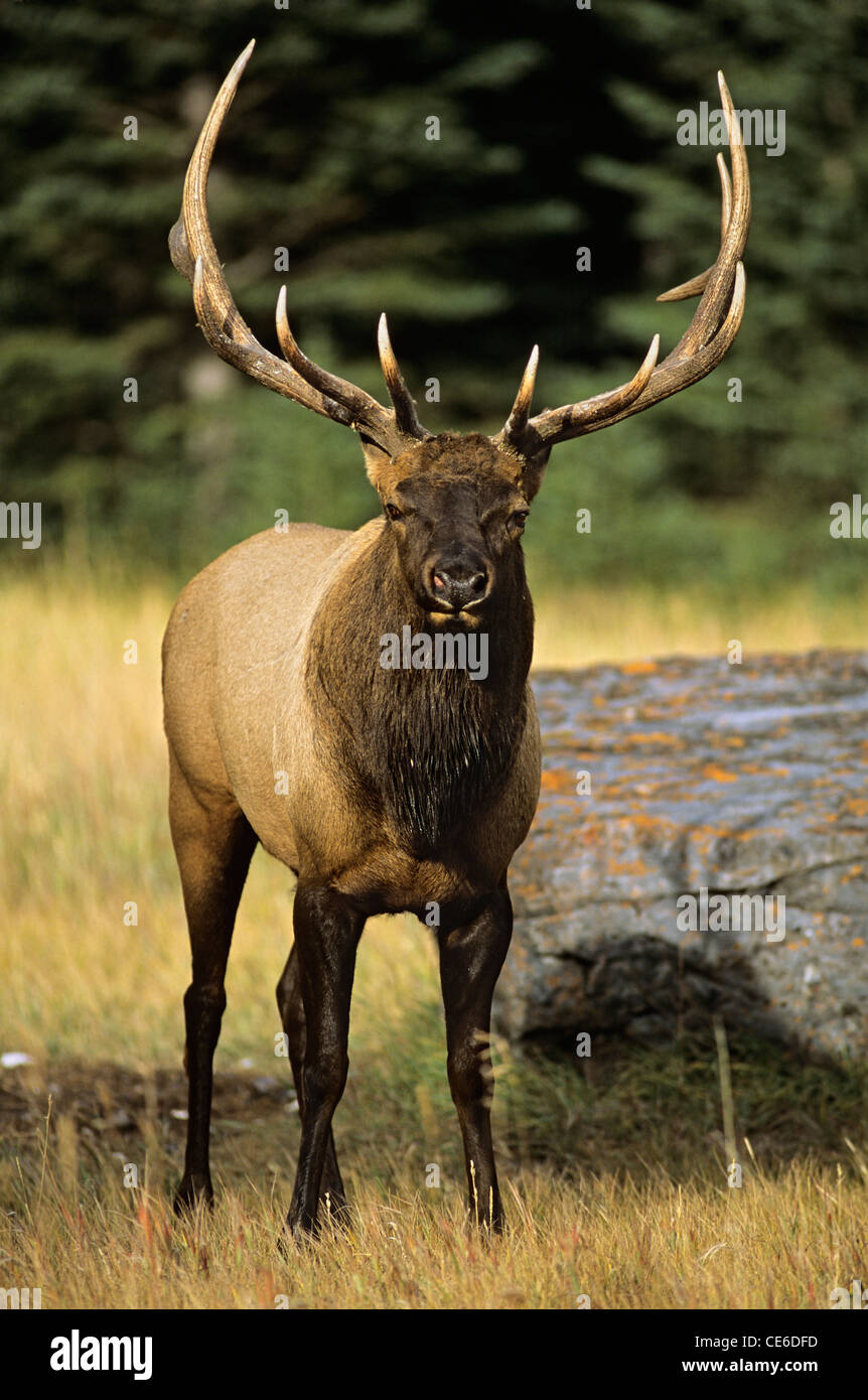 Bull Elk Stare-down Stock Photo