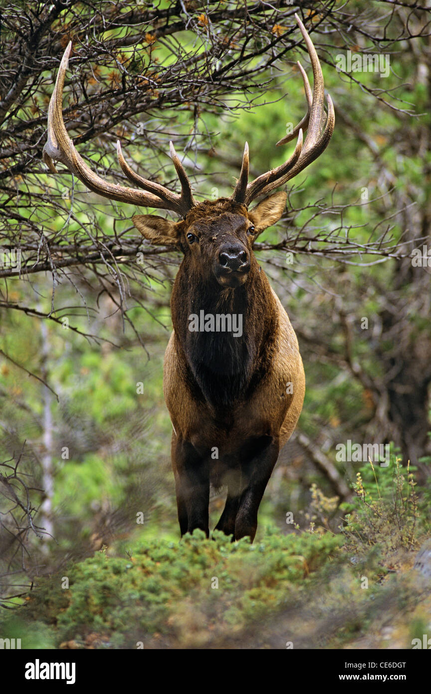 Threatening Bull Elk Stock Photo