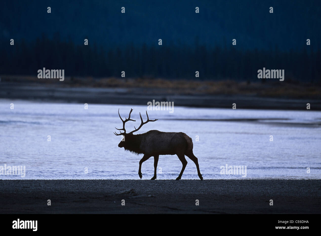 Bull Elk Silhouette Stock Photo