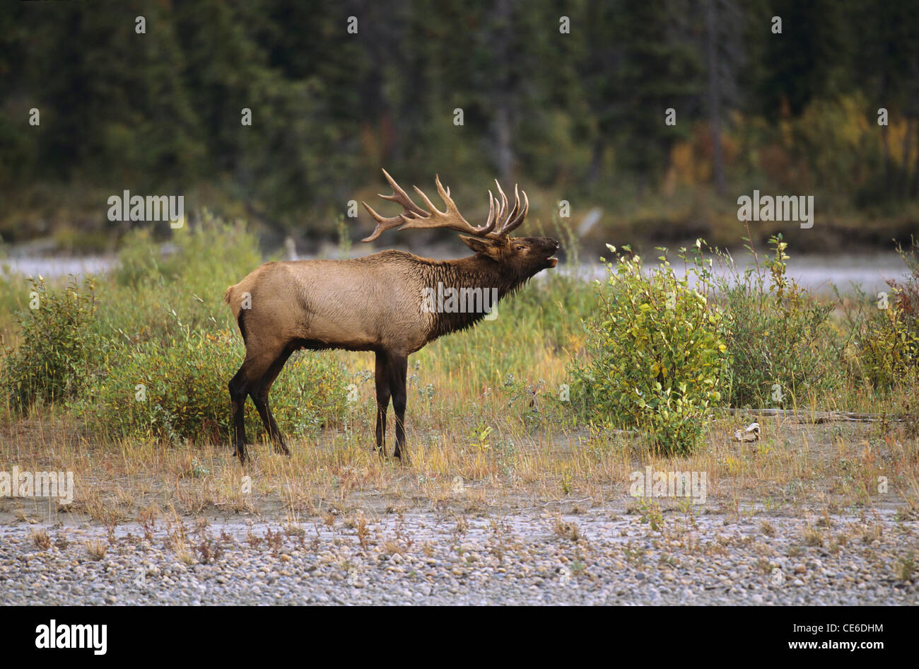 Spectacular Bull Elk Stock Photo
