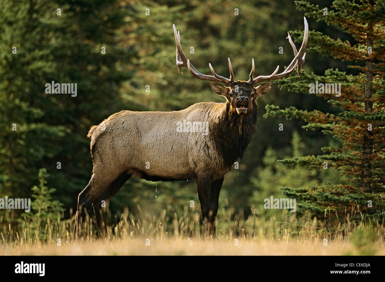Bull Elk Dripping Wet Stock Photo