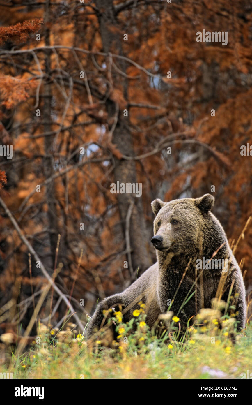 Grizzly Bear, Flowers, Burned Forest Stock Photo