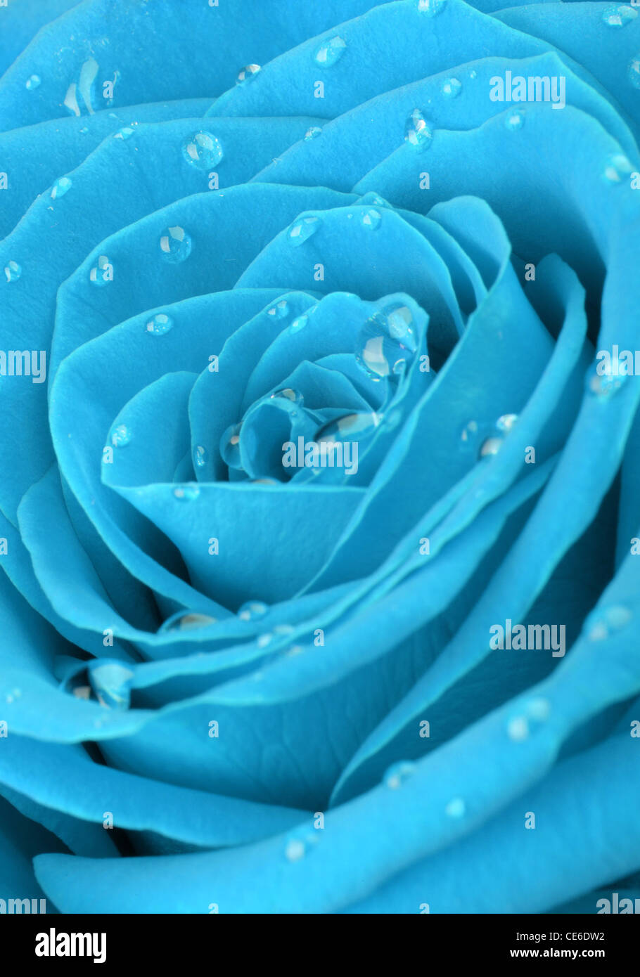 blue rose with water drops. A photo closeup Stock Photo - Alamy