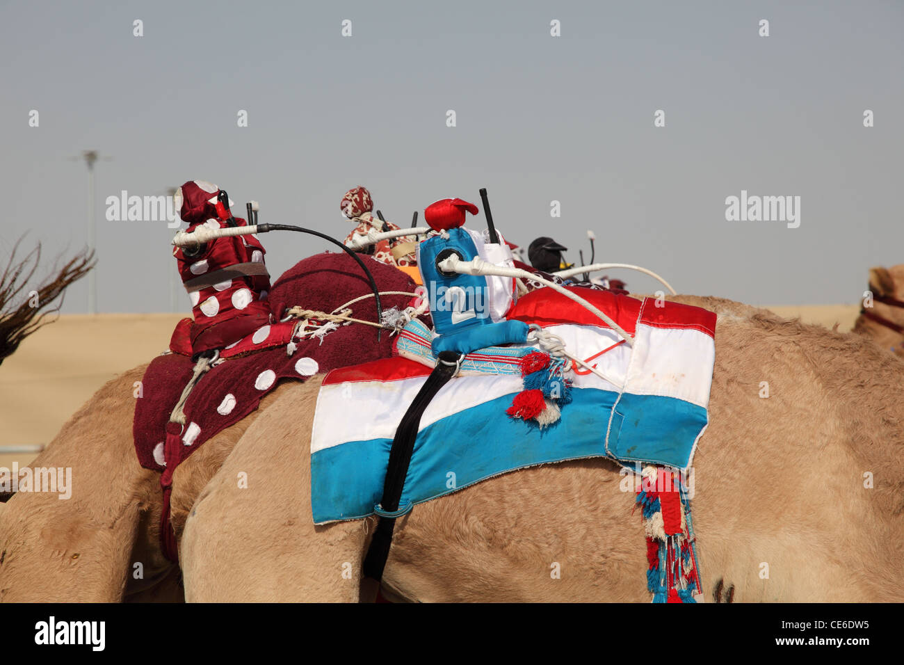 Robot jockeys on racing camels, Doha Qatar Stock Photo