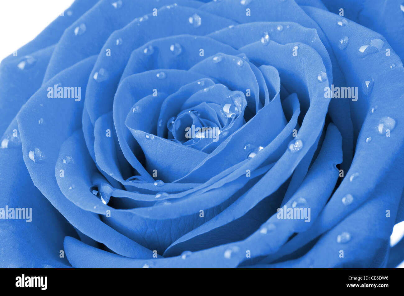 Blue Rose With Water Drops A Photo Closeup Stock Photo Alamy
