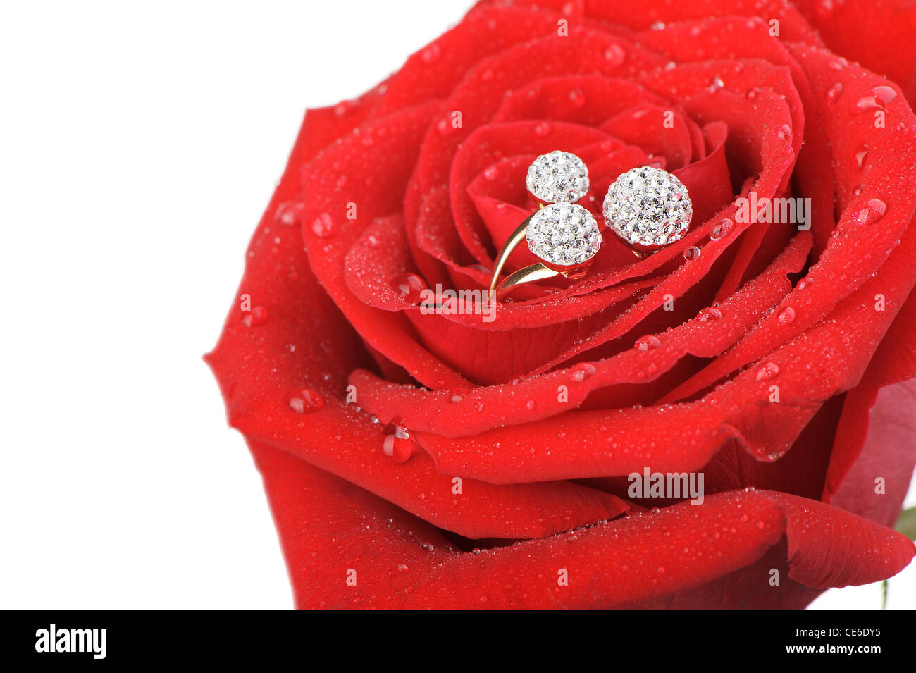 Red Ring Drop Red rose with a ring with jewels and water drops. Isolated on white ...