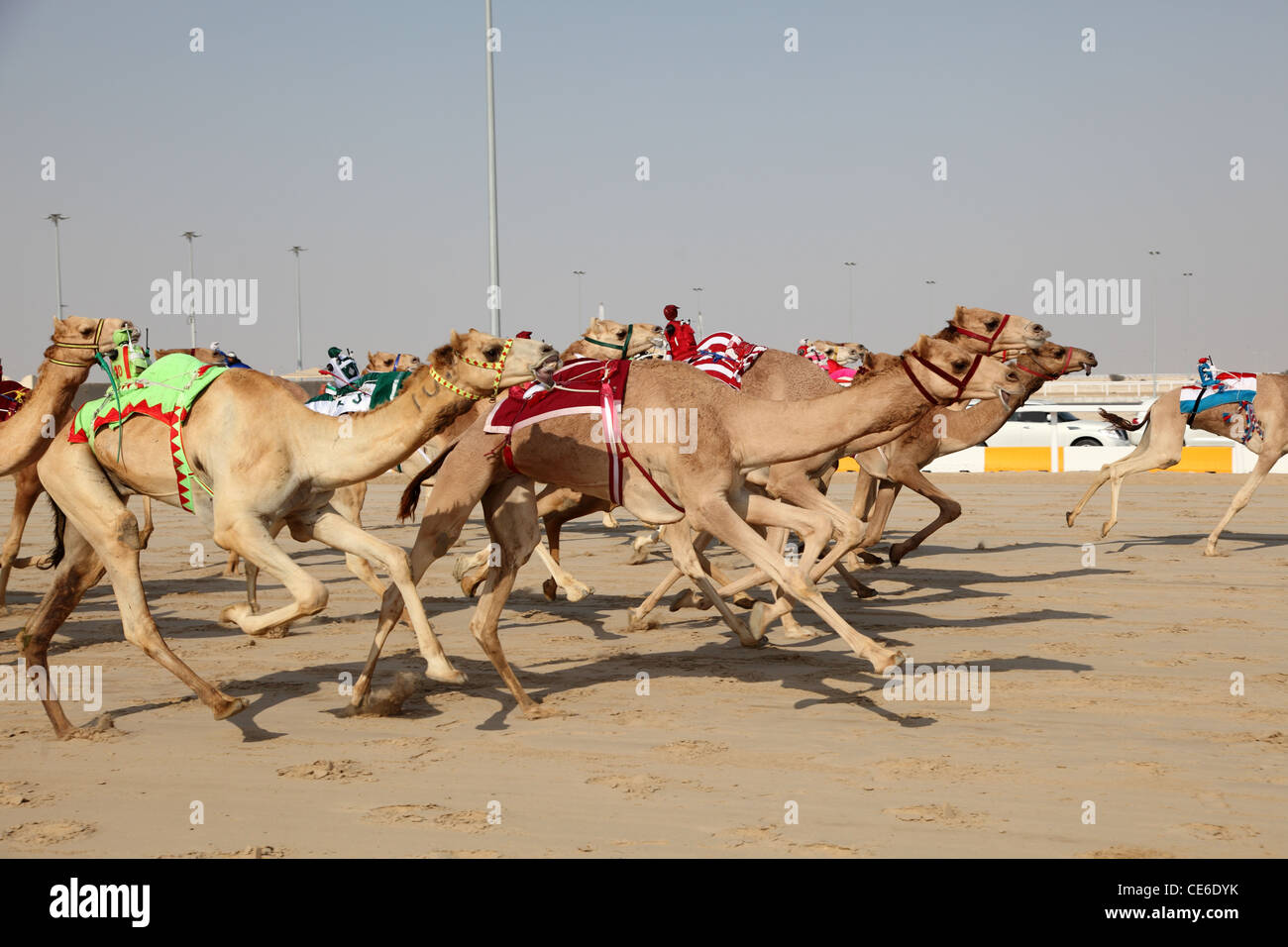 Racing camels with a robot jockeys, Doha Qatar Stock Photo