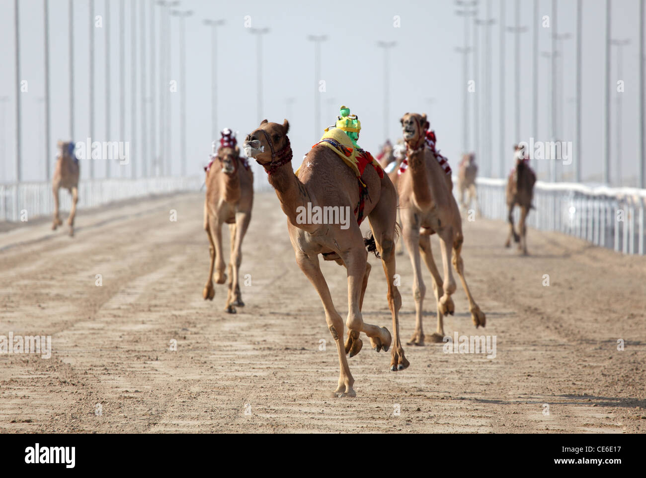 Racing camels with a robot jockey, Doha Qatar Stock Photo