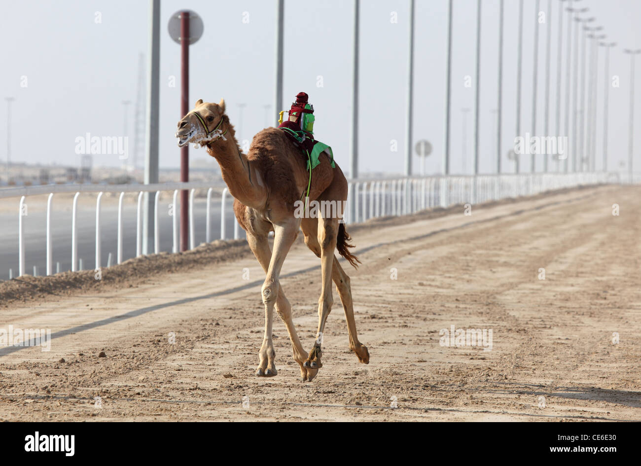 Racing camel with a robot jockey, Doha Qatar Stock Photo