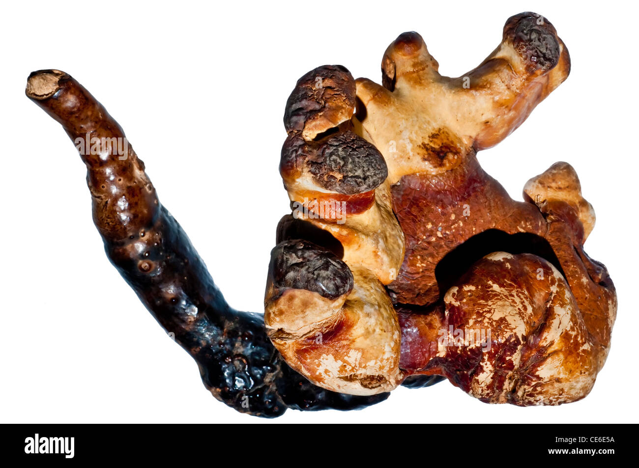 Reishi mushroom Chinese medicine Stock Photo Alamy