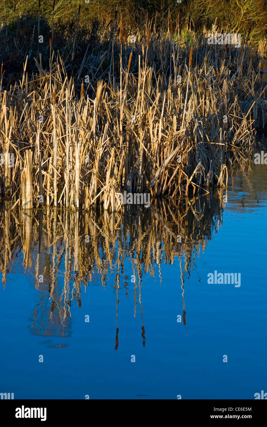 bulrushes reflected in river Stock Photo