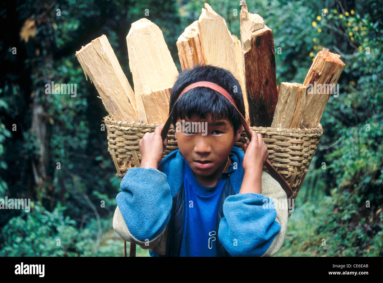 Boy carrying firewood in cane basket ; Yuksom ; Sikkim ; India Stock