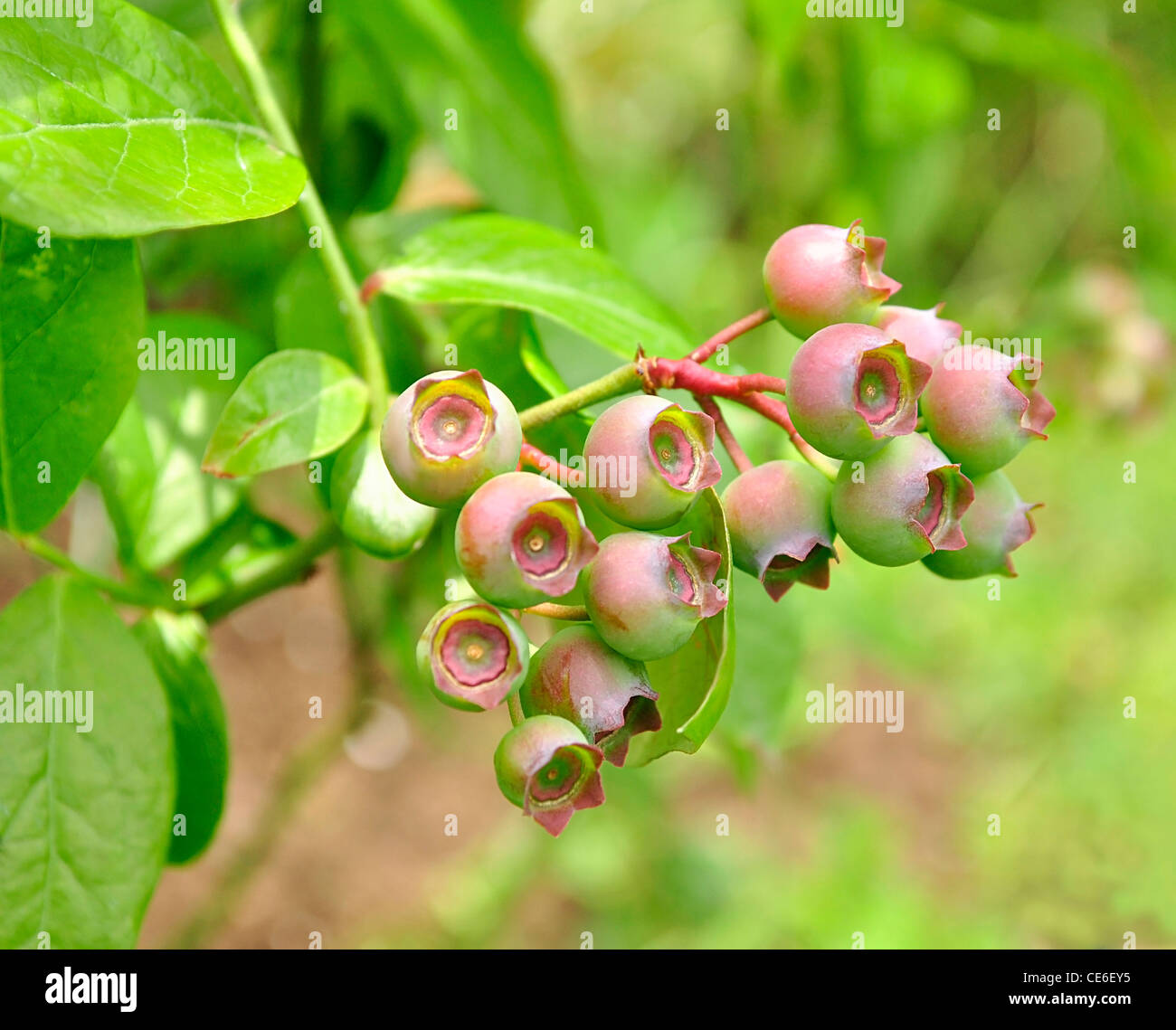 a blueberry bush in the garden Stock Photo Alamy