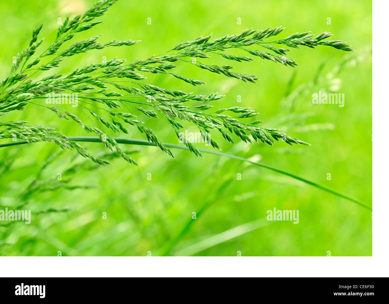 Green spring summer grass hi-res stock photography and images - Alamy