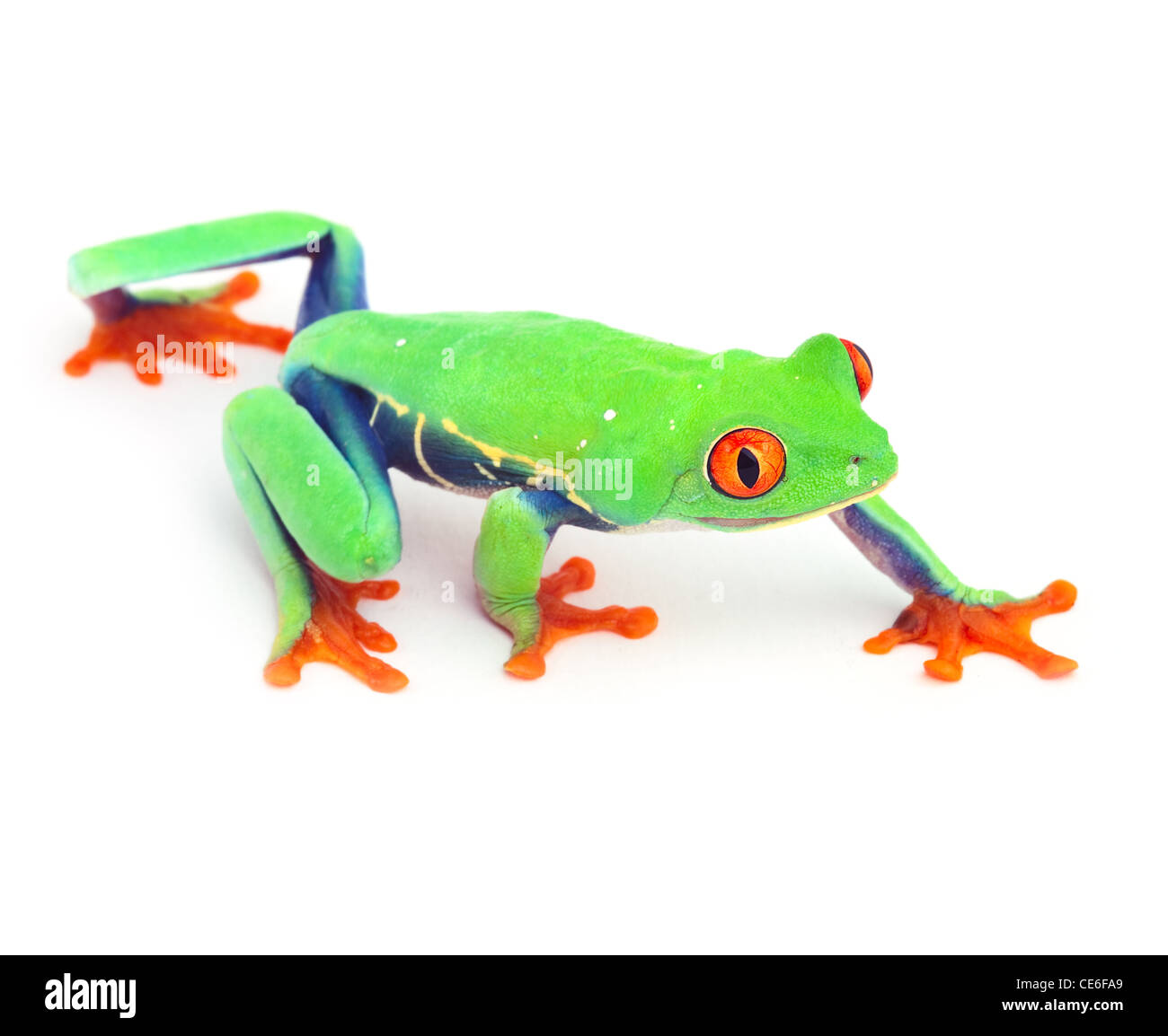 red eye treefrog macro isolated exotic frog curious animal bright vivid colors Stock Photo