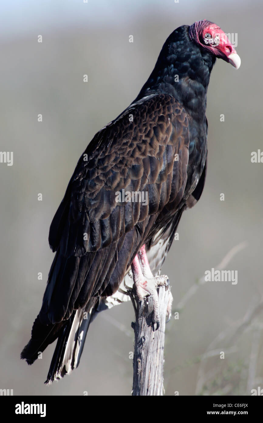 Turkey vulture (Cathartes aura), also called turkey buzzard, common