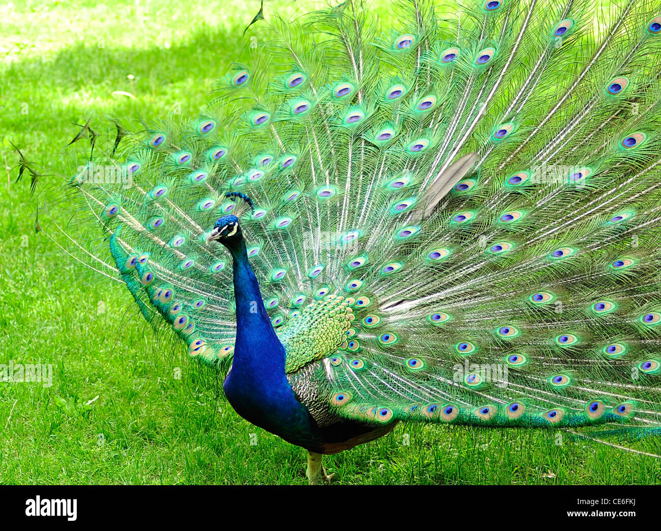 a peacock in the park, close up Stock Photo - Alamy