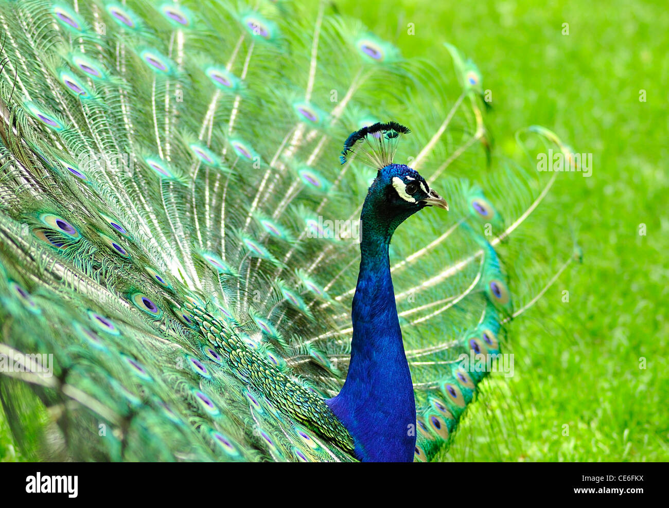 a peacock in the park, close up Stock Photo - Alamy