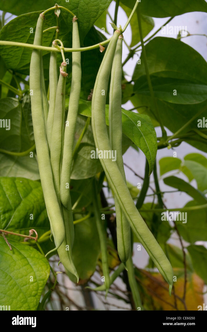 Green beans growing on vines Stock Photo Alamy