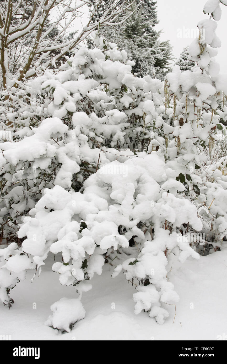 Frost shrubs garden hi-res stock photography and images - Alamy