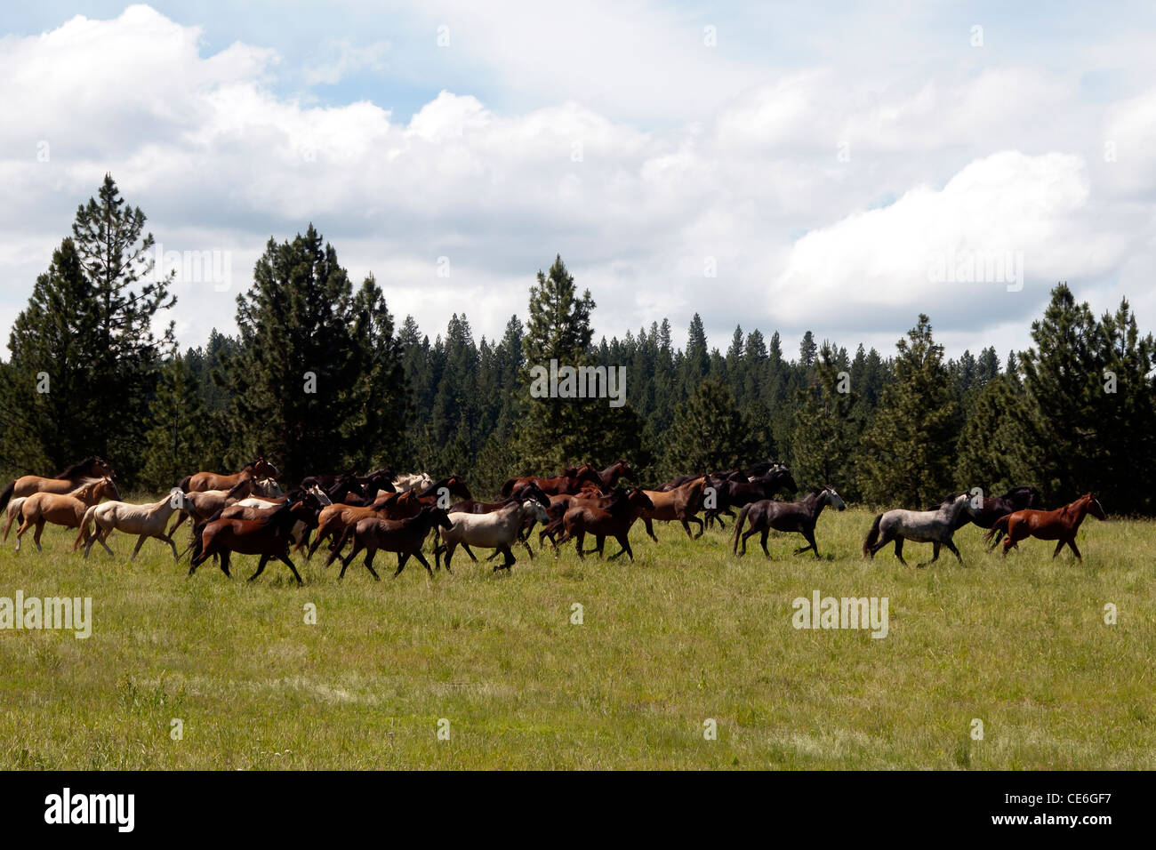 USA.  Lusitano horses running wild on stud farm in Oregan. Stock Photo