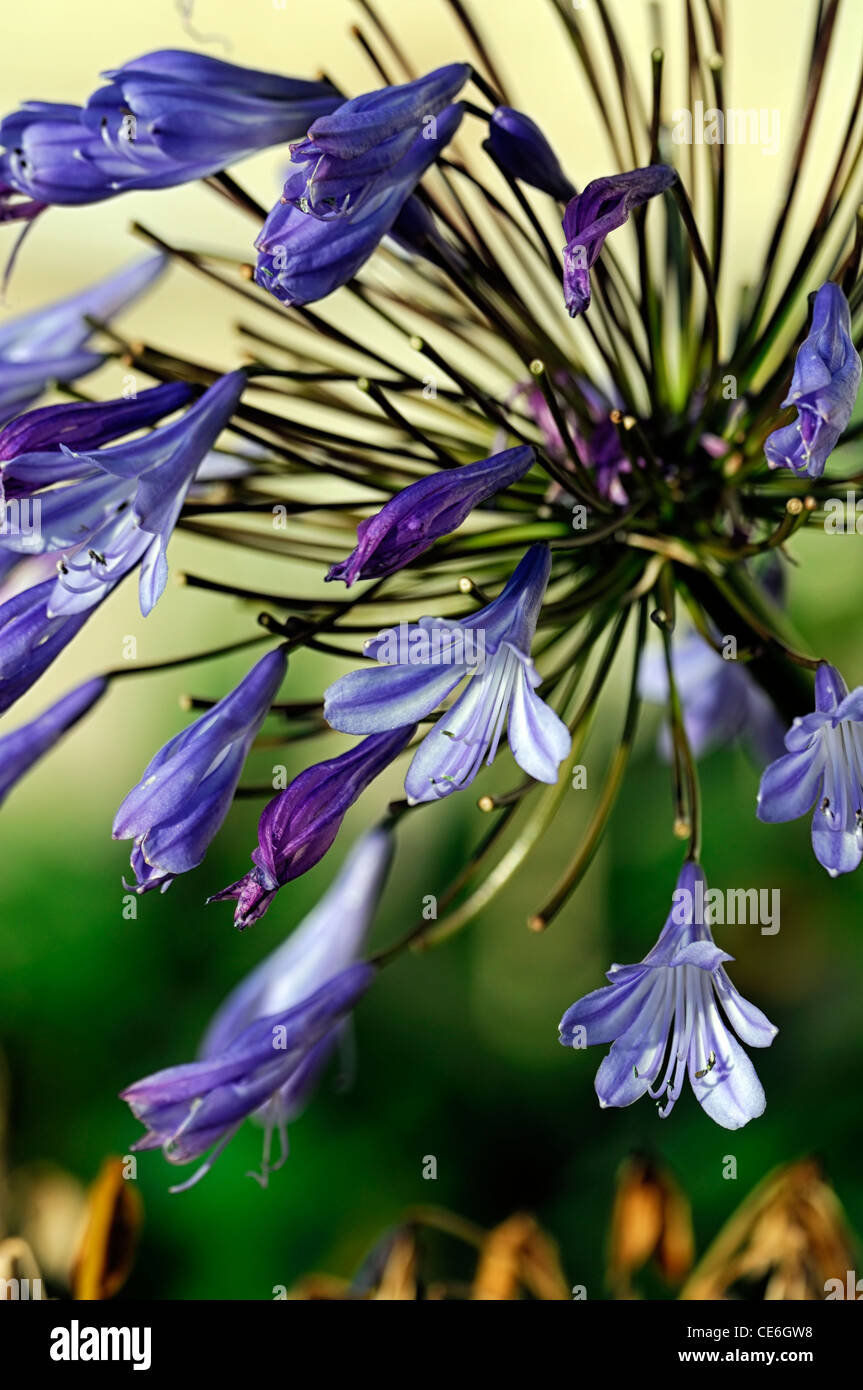 Agapanthus Praecox Giganteus flowerhead close to end of flowering finish finished lilac close up flowers blooms blossoms Stock Photo