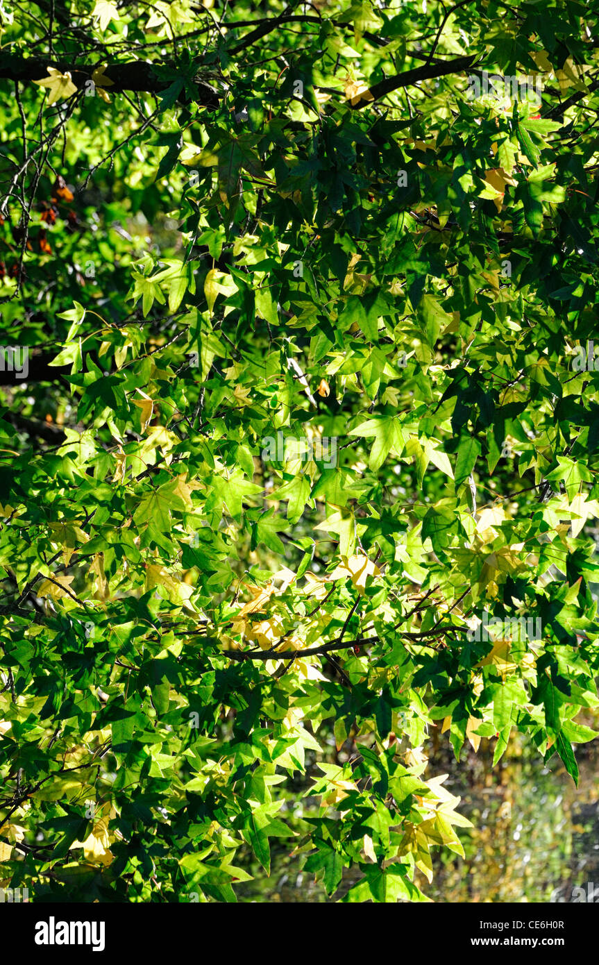 Green leaf backlit hi-res stock photography and images - Alamy