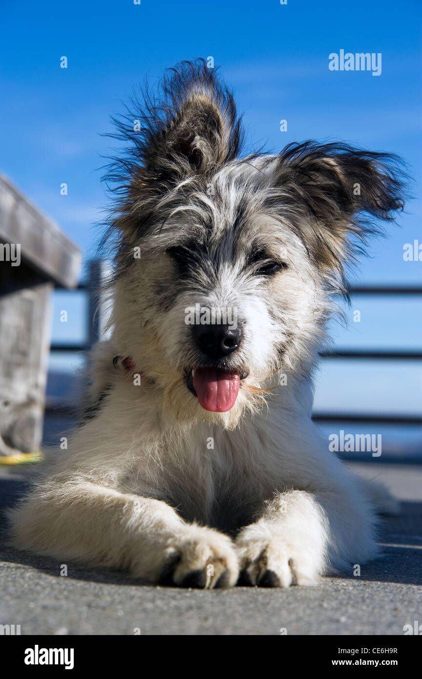 How Do I Keep My Dogs Ears Down