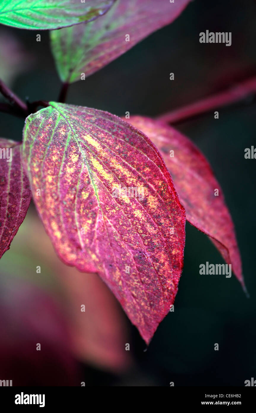 Bloodgood hires stock photography and images Alamy