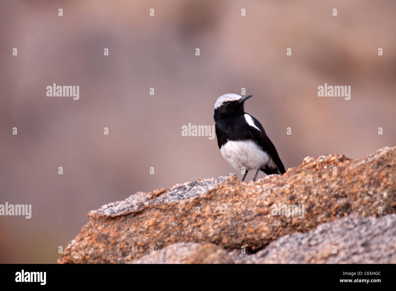 Mountain chat on boulder in Namibia Stock Photo