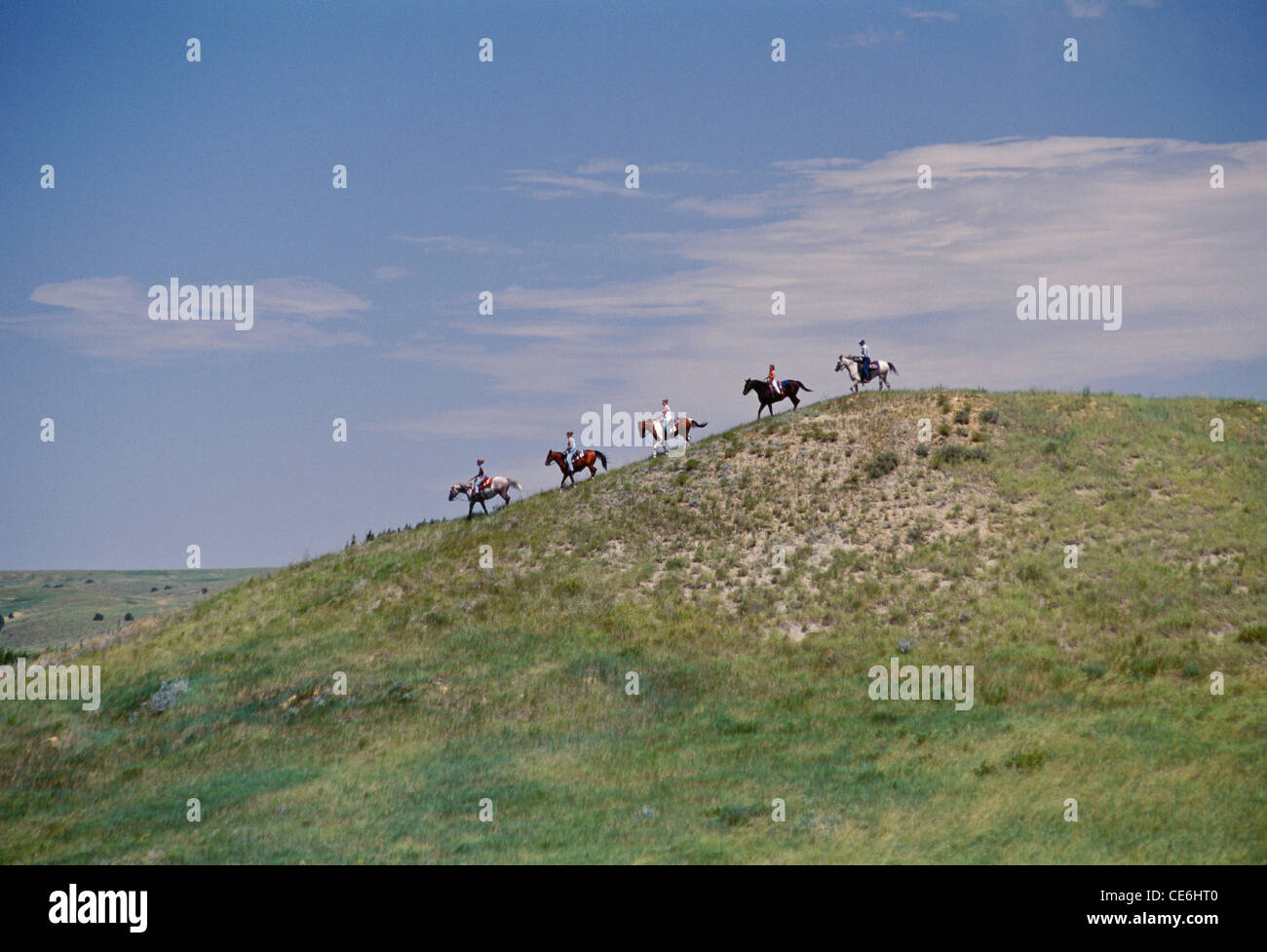 Quarter horse trail hi-res stock photography and images - Alamy