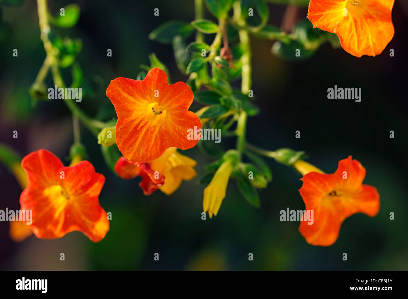 Streptosolen jamesonii marmalade bush fire hires stock photography and