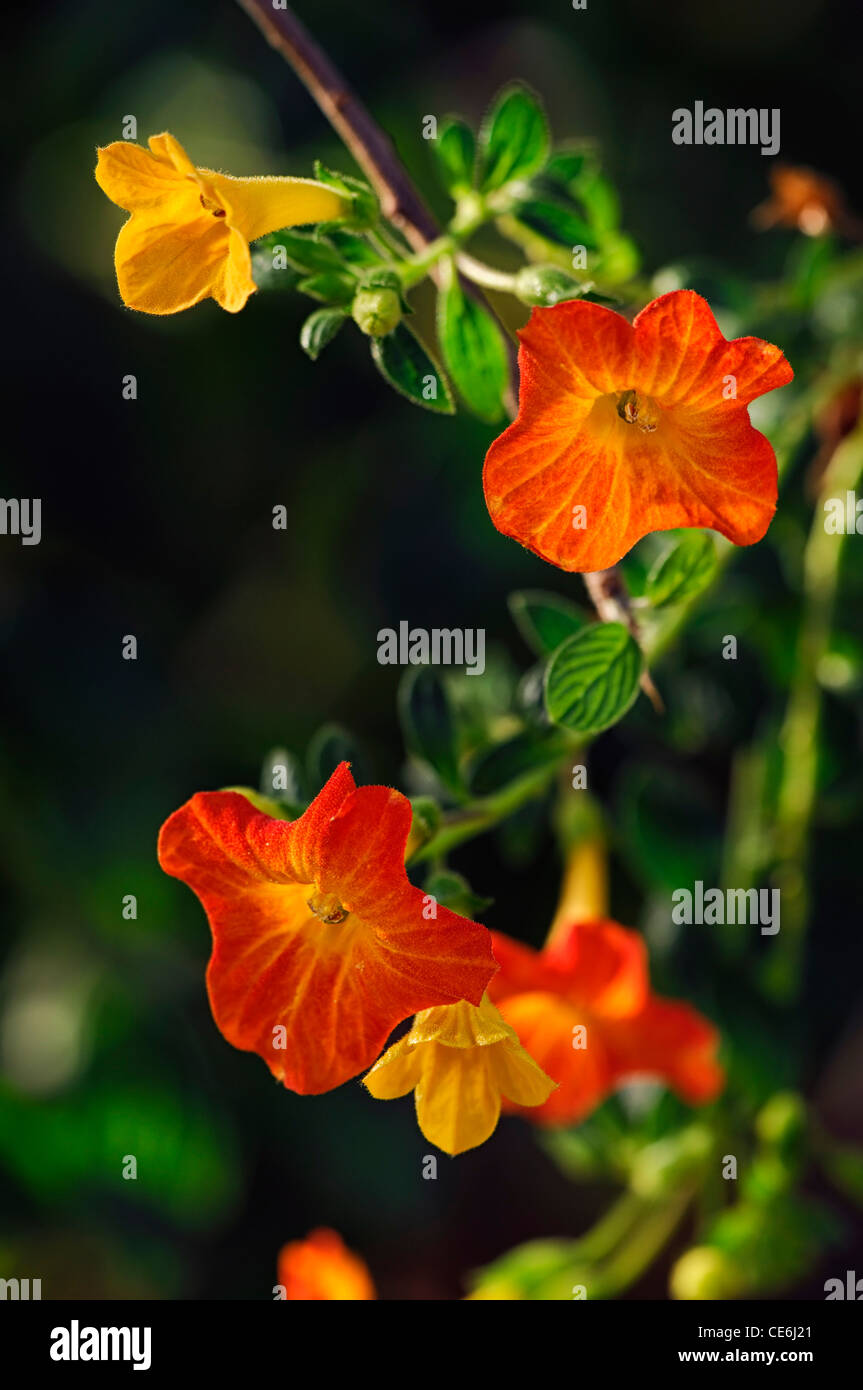 streptosolen jamesonii marmalade bush fire bush orange closeups close
