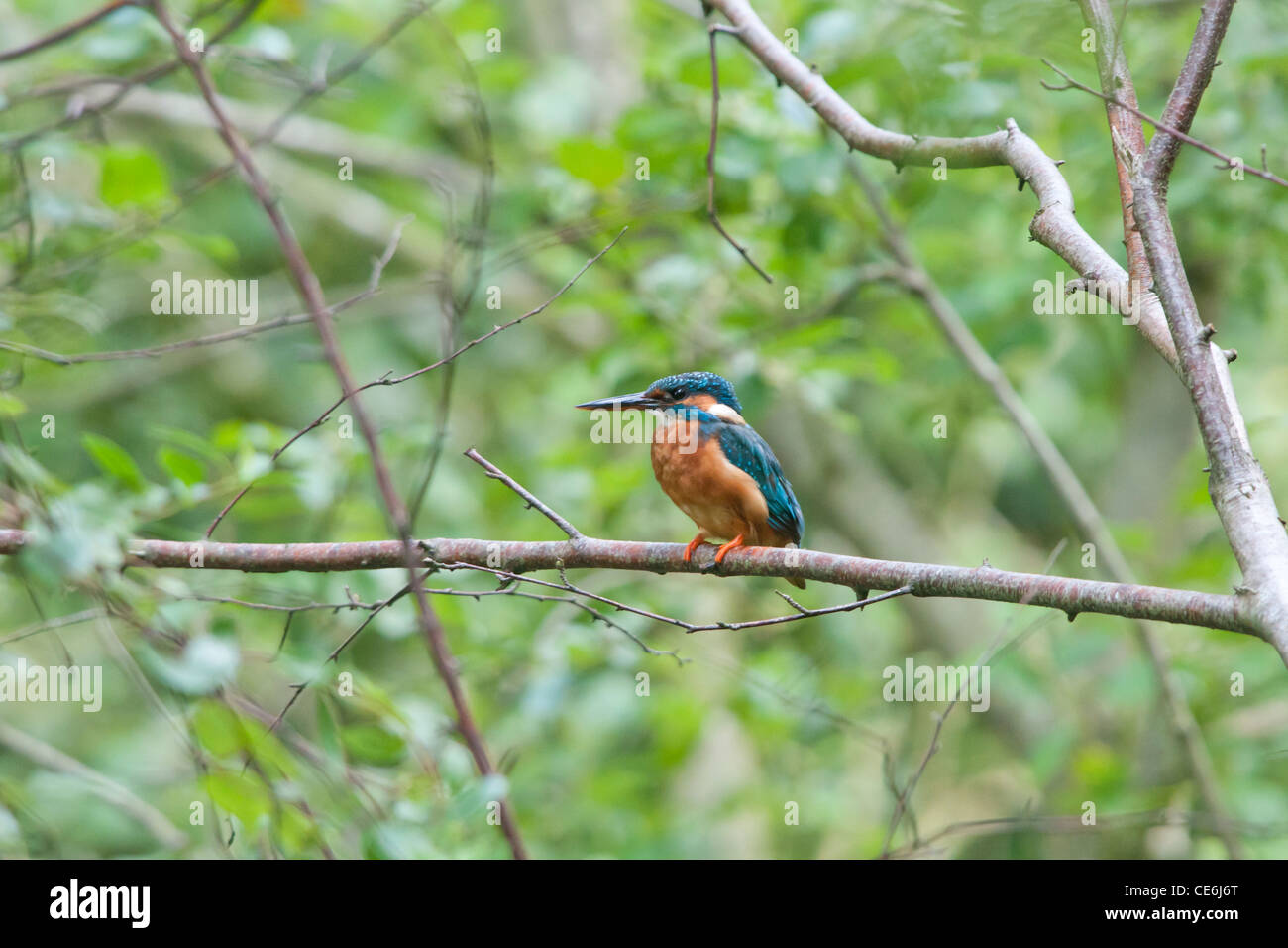 A Common Kingfisher (Alcedo atthis) sitting on a tree branch. Stock Photo
