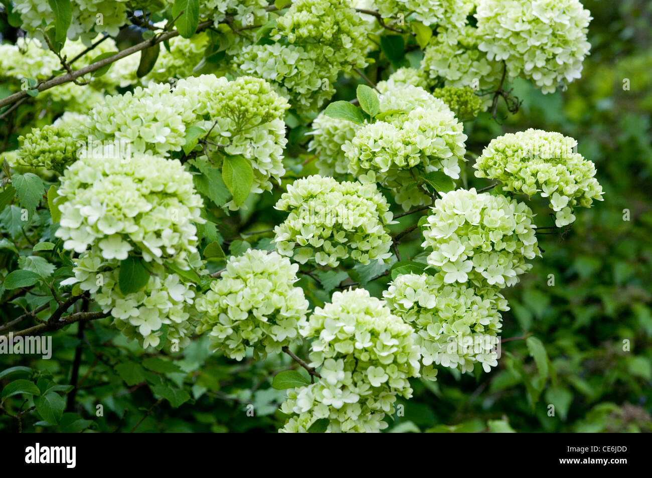 Viburnum macrocephalum hires stock photography and images Alamy