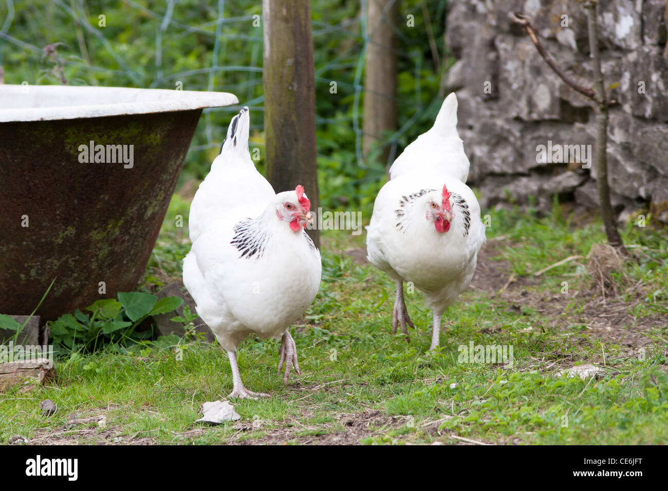 pair of light Sussex hens Stock Photo