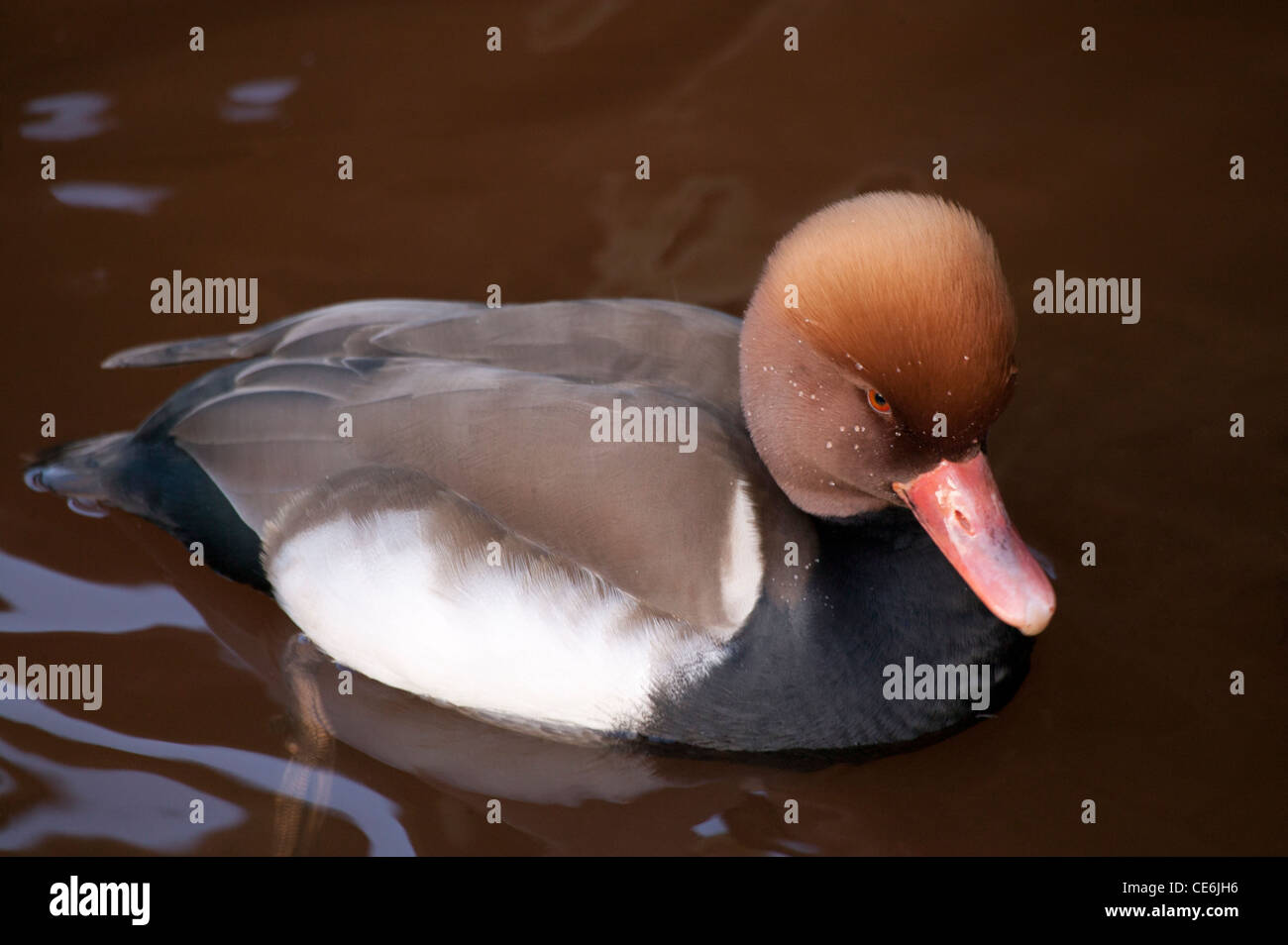 Rusty coloured duck hi-res stock photography and images - Alamy