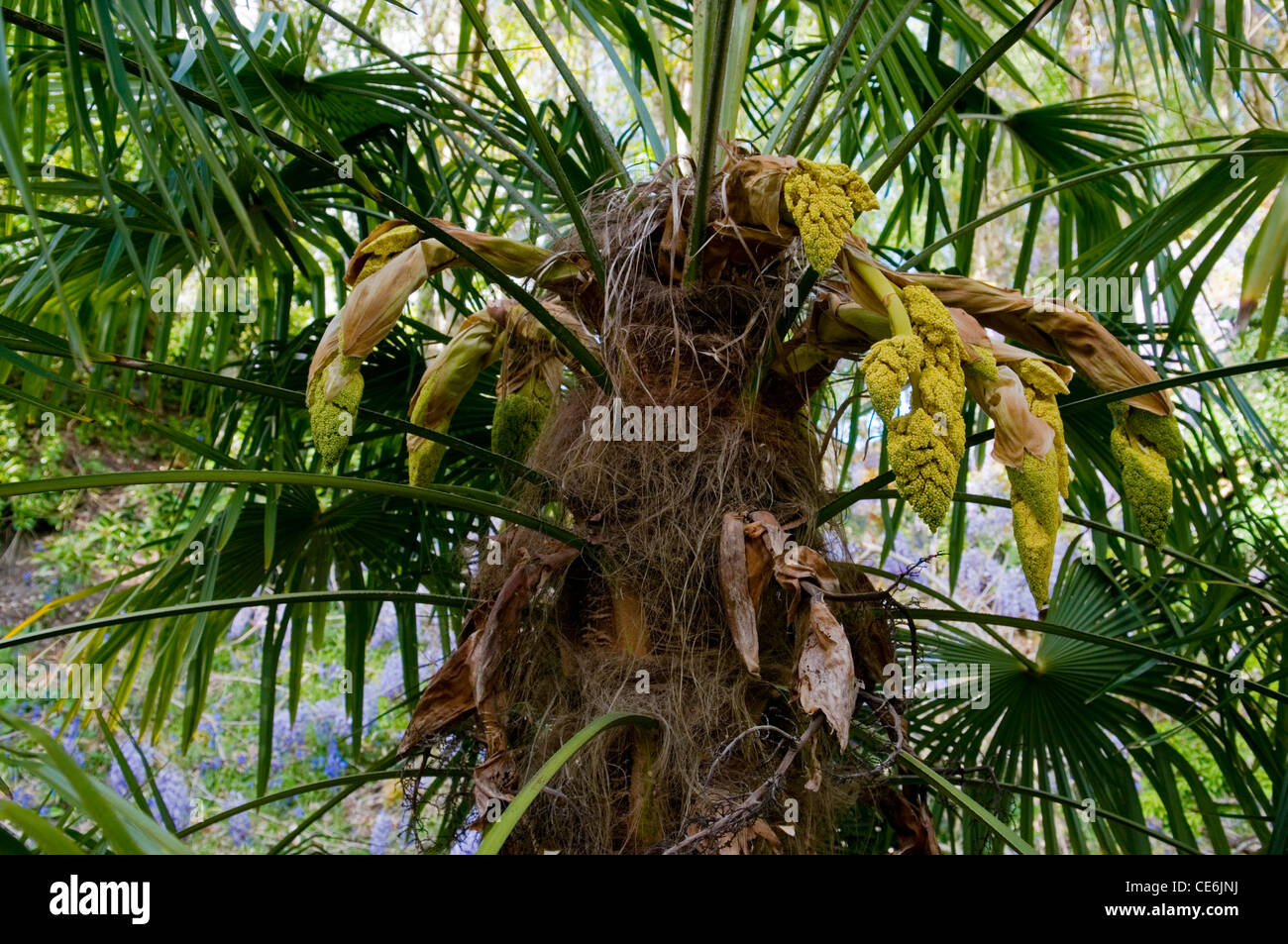 TRACHYCARPUS FORTUNEI Stock Photo