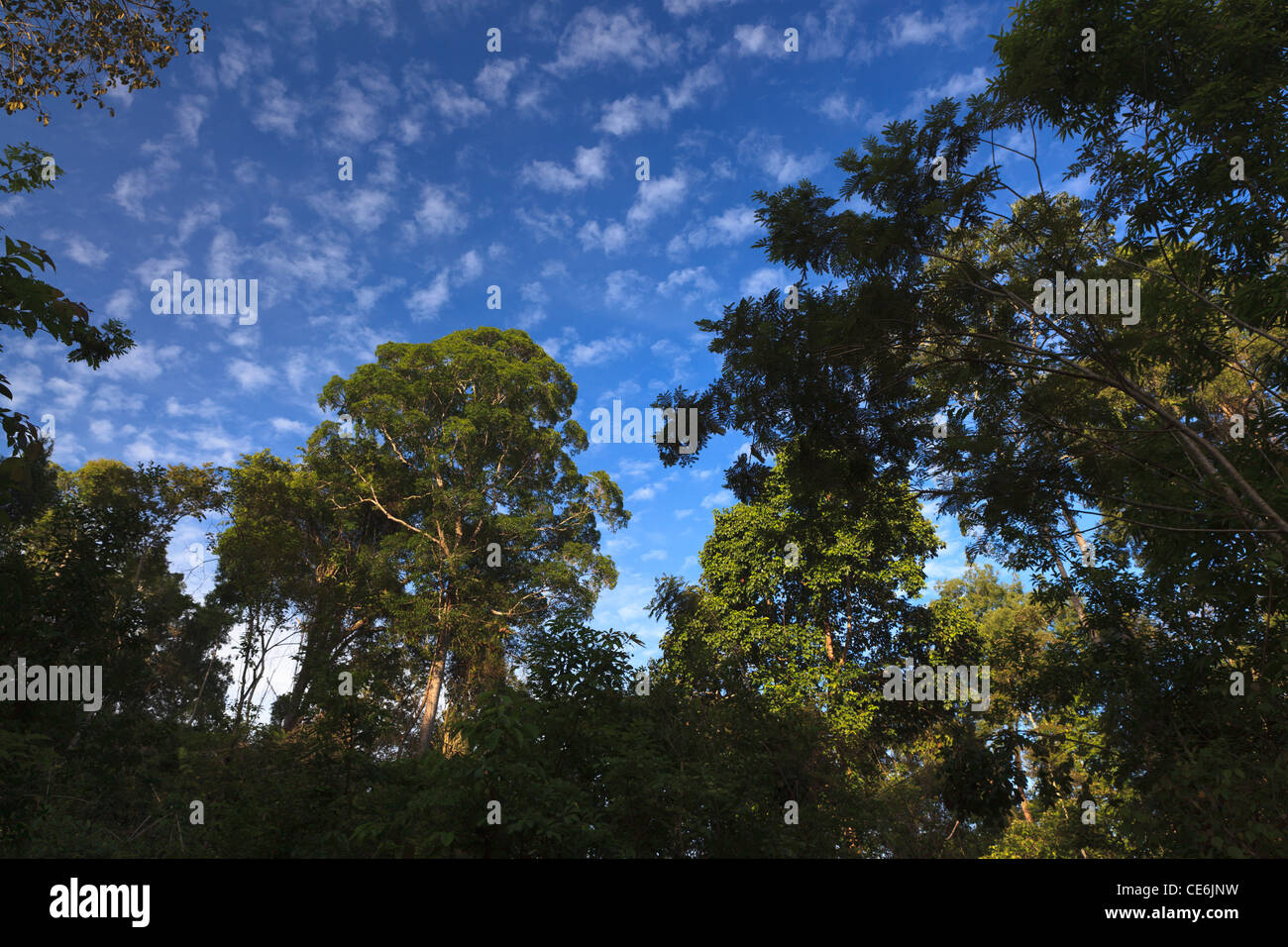 Rainforest in Cat Tien National Park. Vietnam. Stock Photo