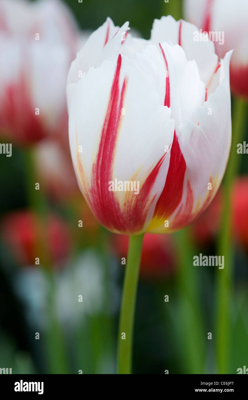 TULIPA HAPPY GENERATION Stock Photo