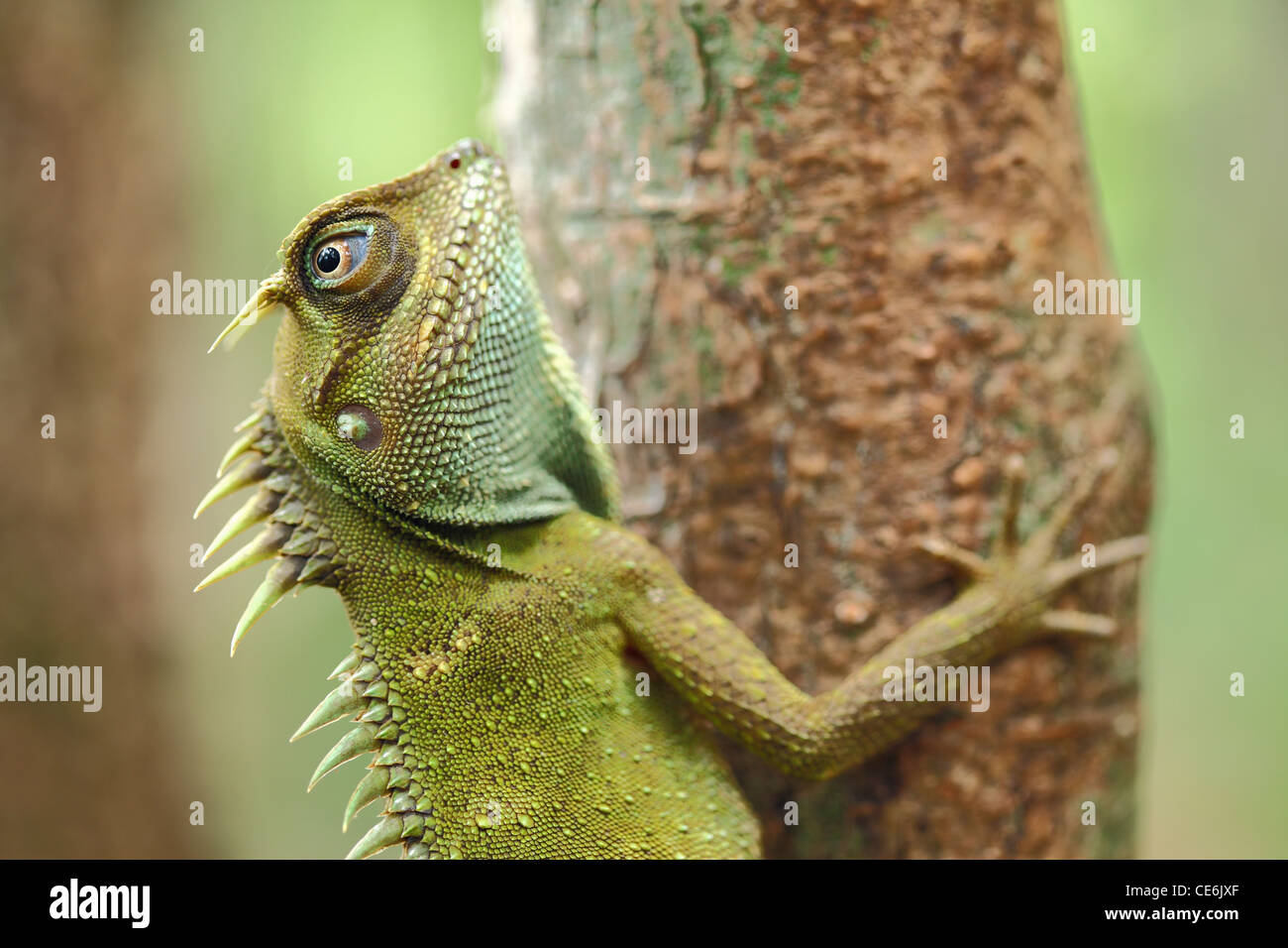 Mountain Horned Dragon (Acanthosaura capra). Bach Ma National Park. Vietnam. Stock Photo
