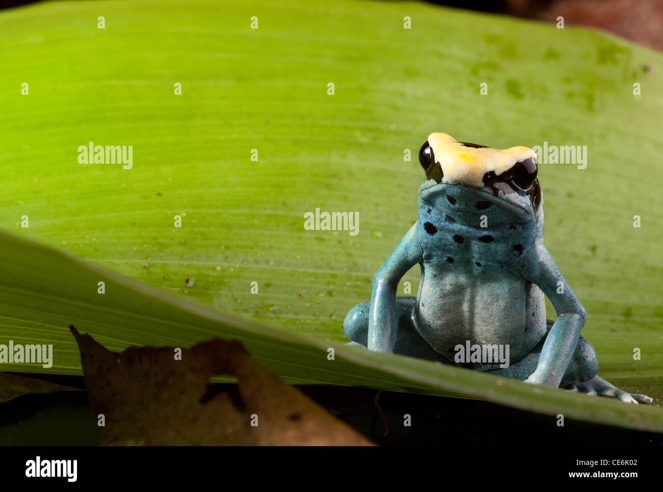 poison frog, Dendrobates tinctorius tropical rainforest animal on green leaf Stock Photo
