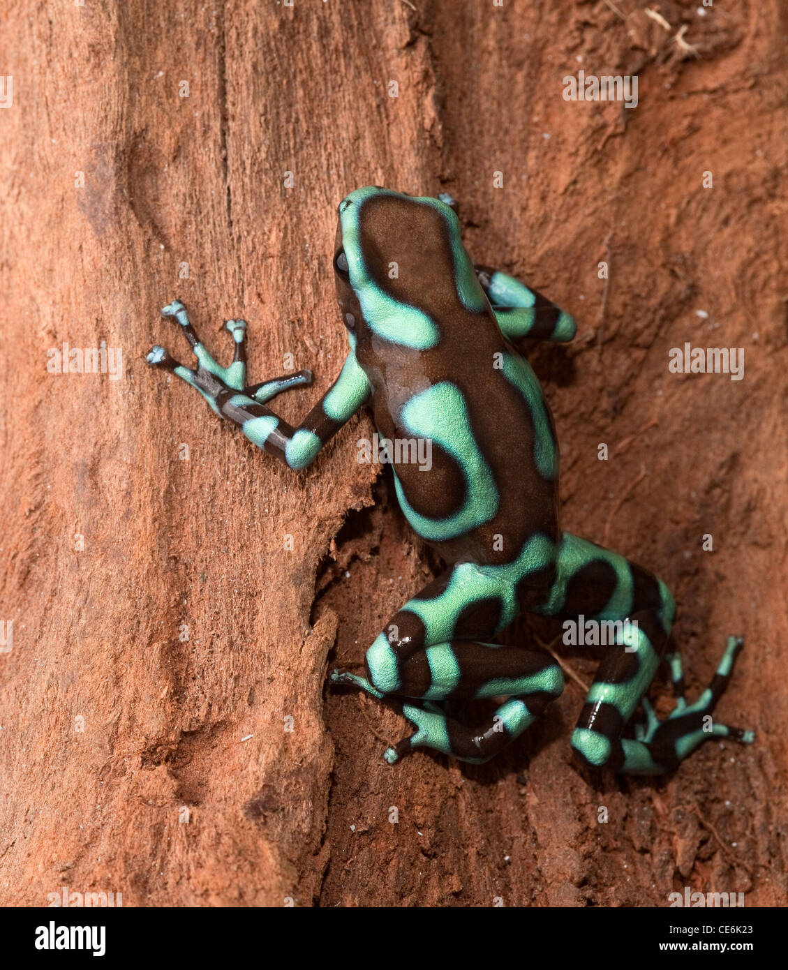 poison dart frog dendrobates auratus poisonous animal with bright warning colors lives in tropical rainforest of Panama Stock Photo