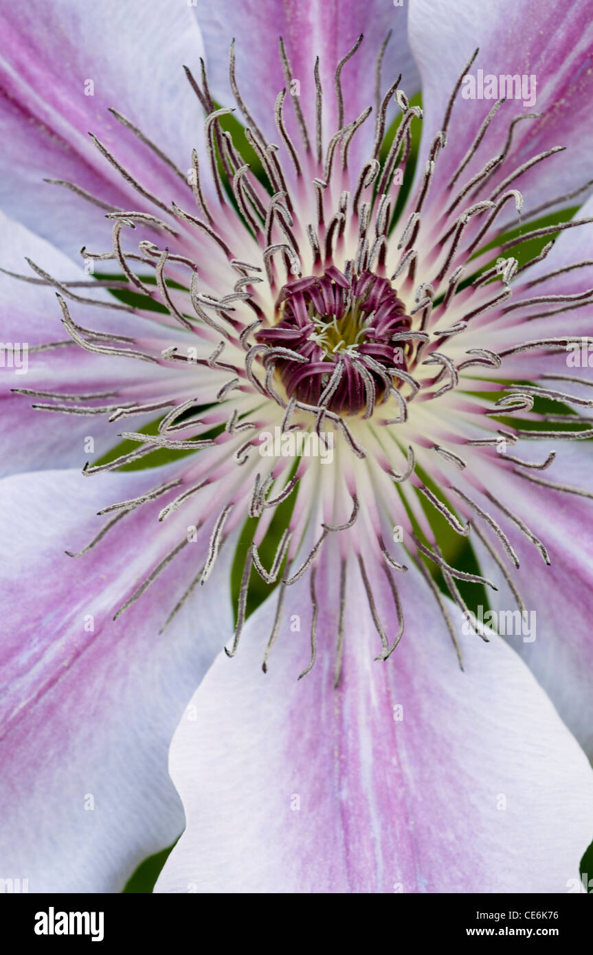 CLEMATIS NELLY MOSER Stock Photo