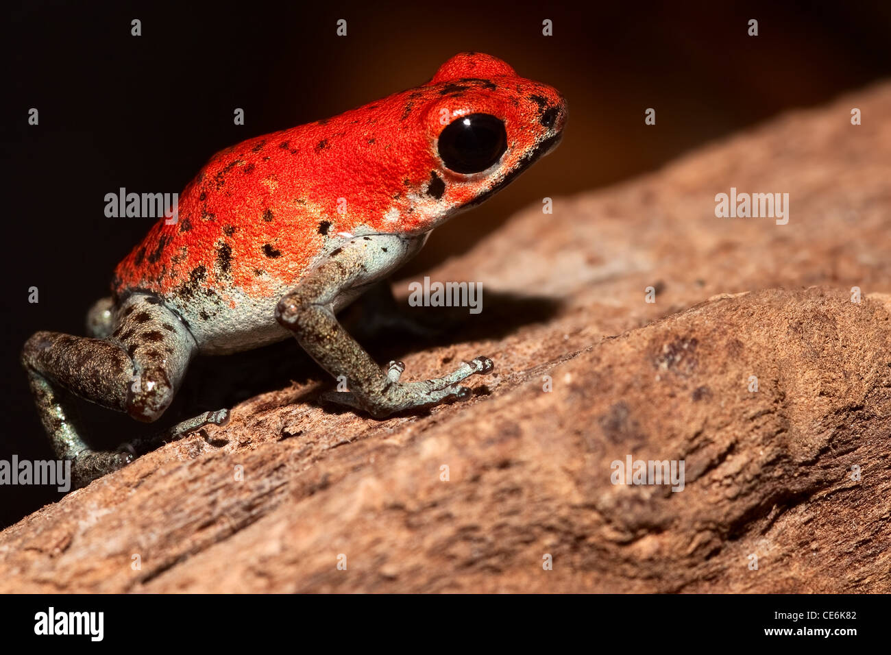 poison dart frog of tropical rainforest near border of Panama and Costa rica poisonous animal with bright red animal Stock Photo