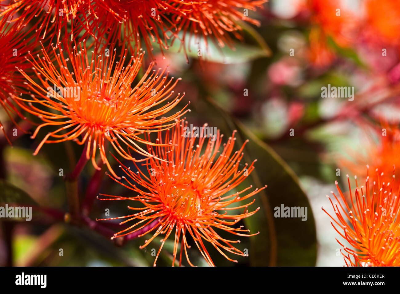 Dwarf gum tree hires stock photography and images Alamy