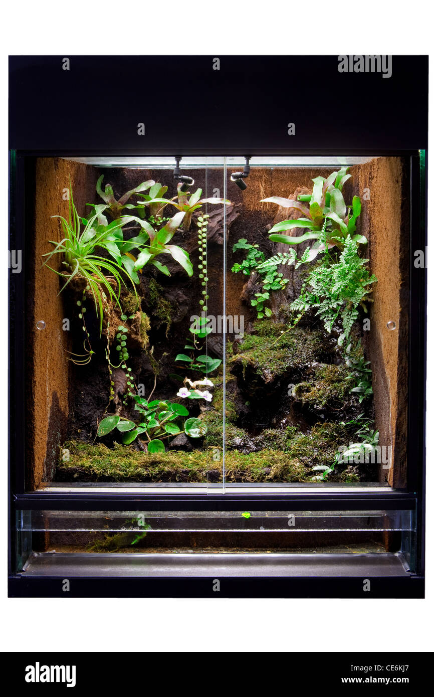 terrarium for rain forest pet animals like exotic and tropical frogs lizards and snakes. Stock Photo
